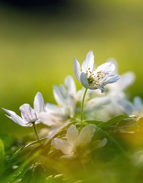 春天白色木海葵局部特写摄影图片